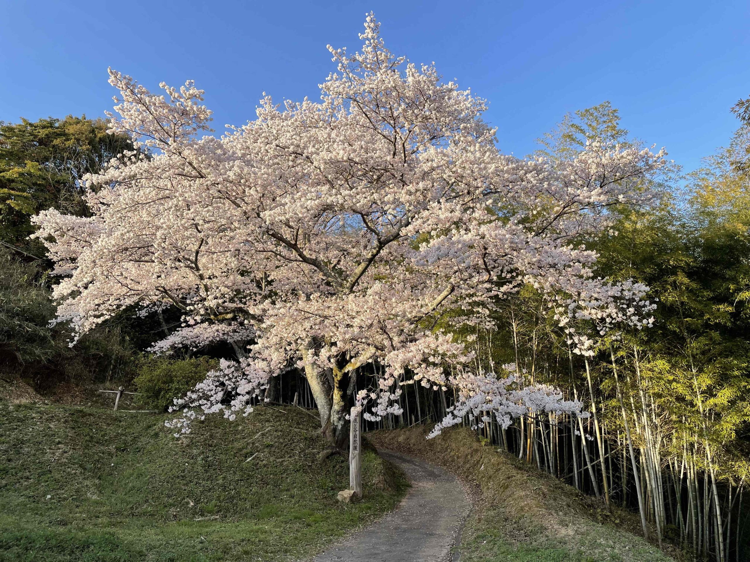 新着情報の画像